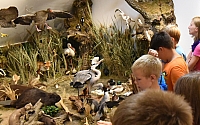 Vodnany_2015_37.jpg
