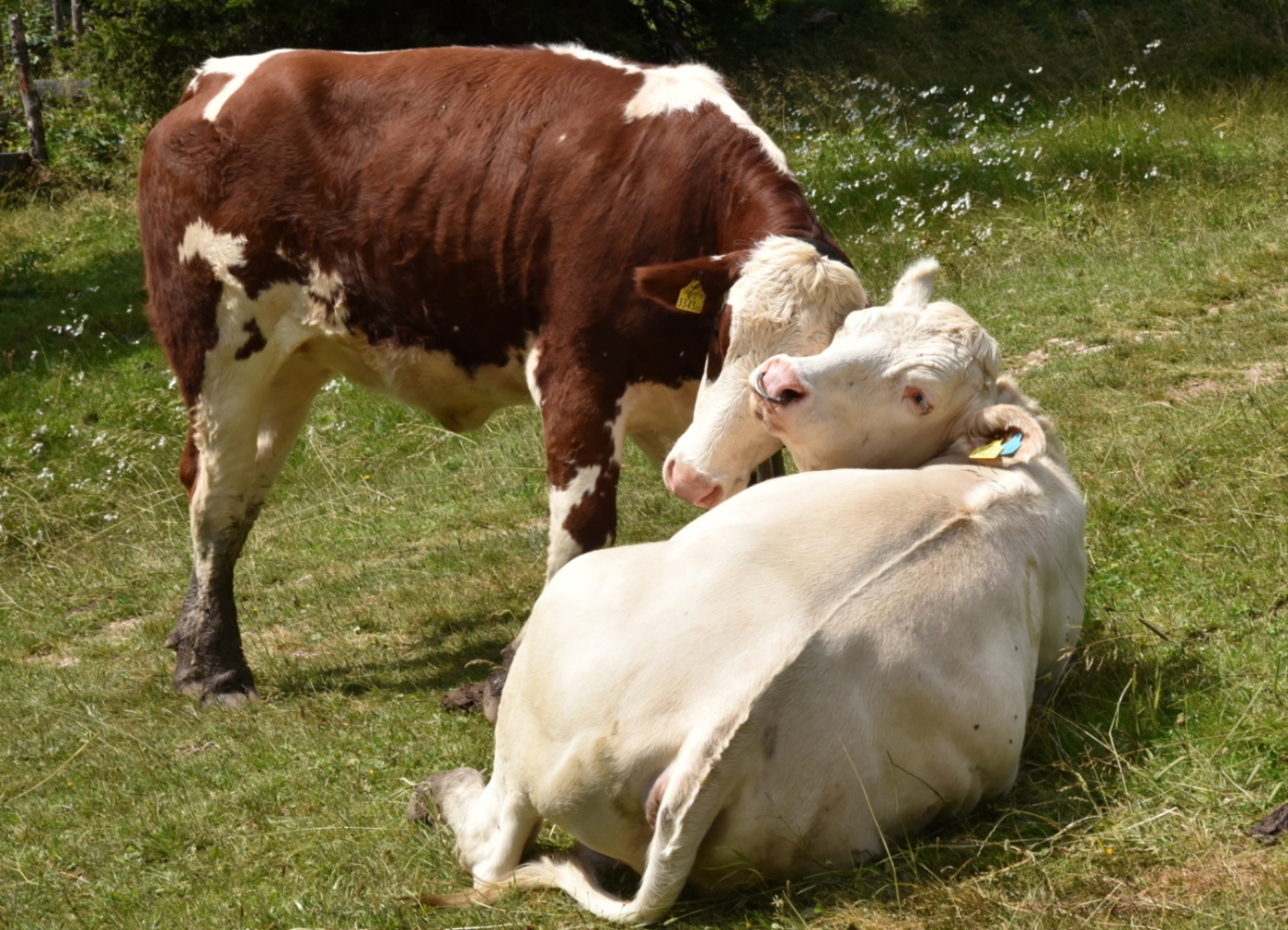 Wurzeralm_2015_32.jpg
